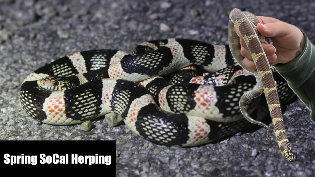 Southern California Early Spring Herping: Cruising and Flipping (KINGSNAKES, RATTLESNAKES, AND MORE)