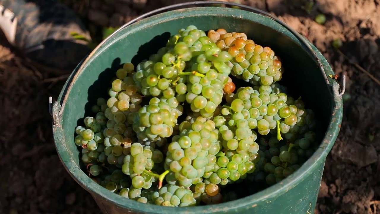 17 SL Vršački vinogradi