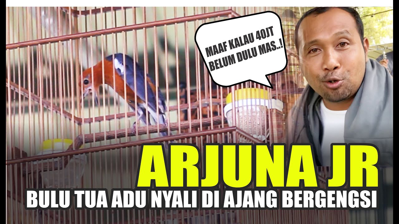 Anis Merah ARJUNA JR Masih Bisa Bersaing Meski Bulu Tua