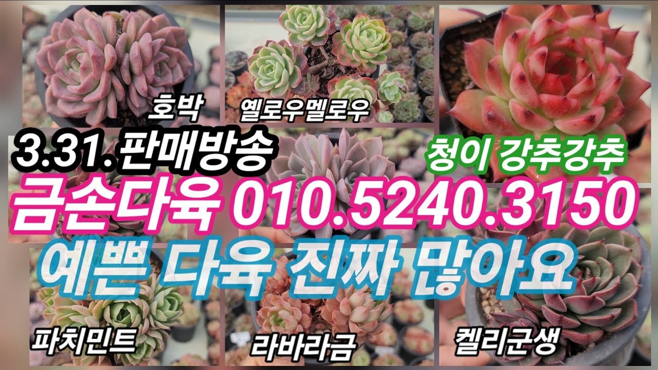 3.31.판매방송 💕오늘 청이 진짜  강추! 라바라금, 켈리군생  호박, 옐로우멜로우,  ,분홍립스틱 💕금손다육 010.5240.3150 #다육이 #다육식물 #succulent