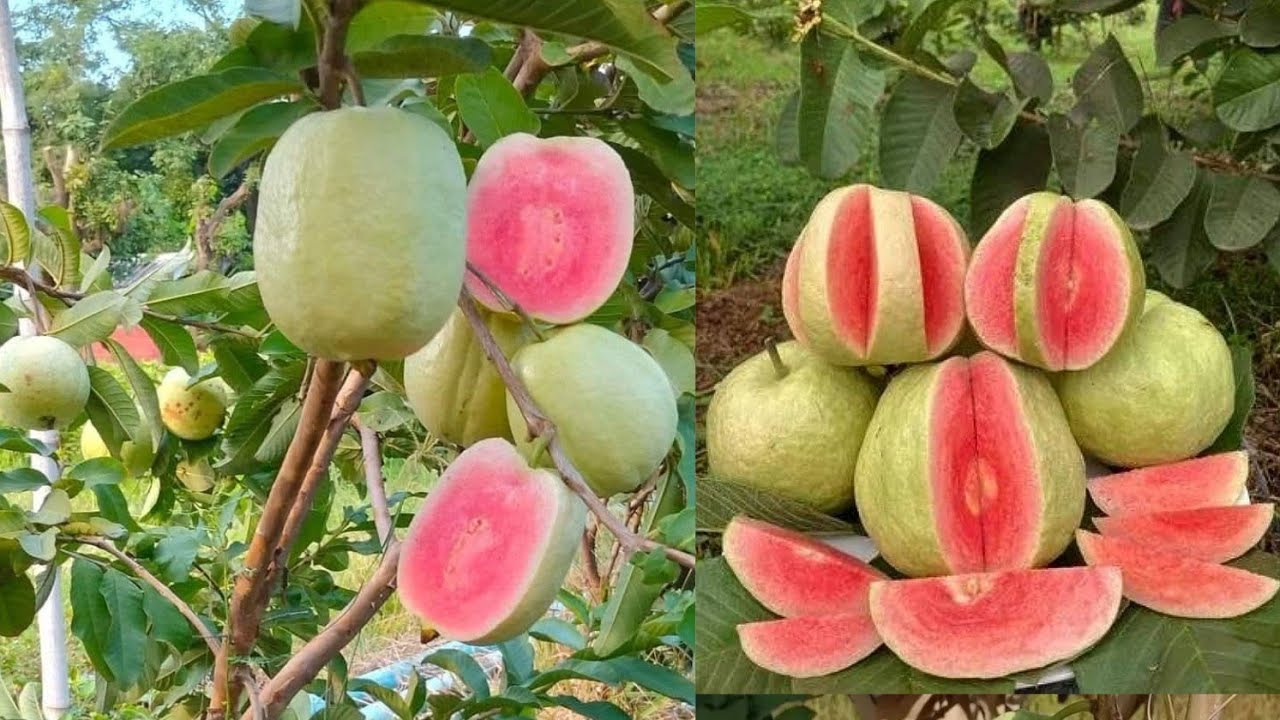 Растения гуавы сорта Red Diamond — интернет-магазин @Happy.Gardening 