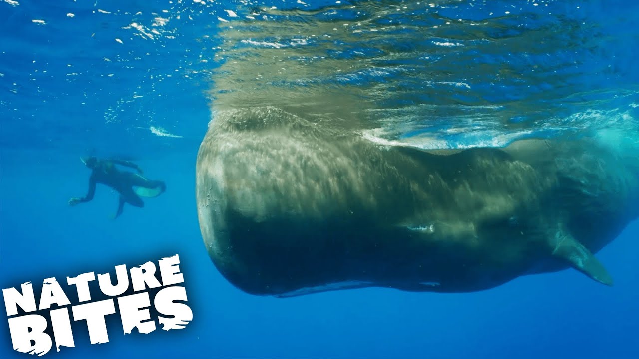 Swimming with Sperm Whales: Searching for a 