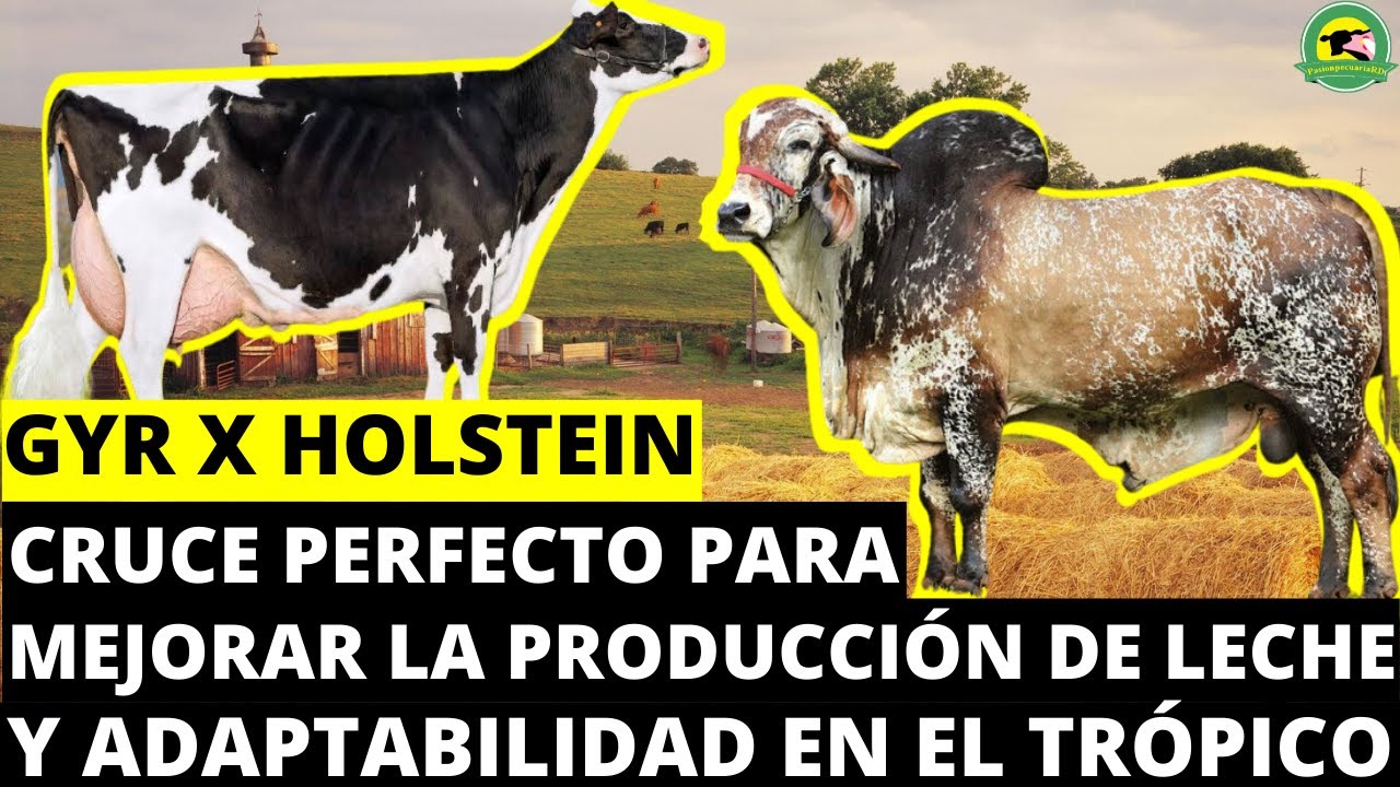 GYR❌HOLSTEIN(Cruce Perfecto Para Mejorar La Producción De Leche Y Adaptabilidad En El Trópico)