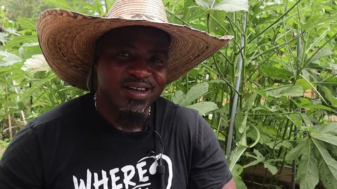 How to Grow Okra from Seed to Harvest (Beginner Friendly!)