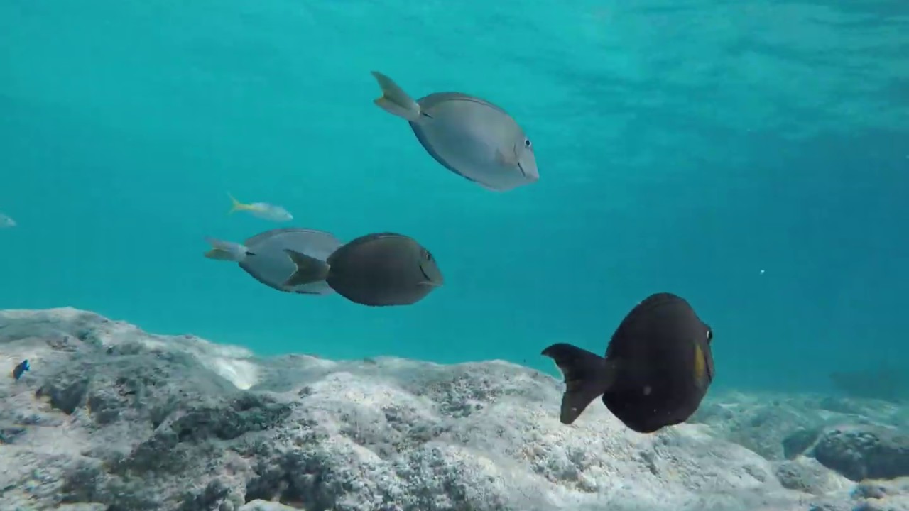 Fish ID - Ocean Surgeonfish!!
