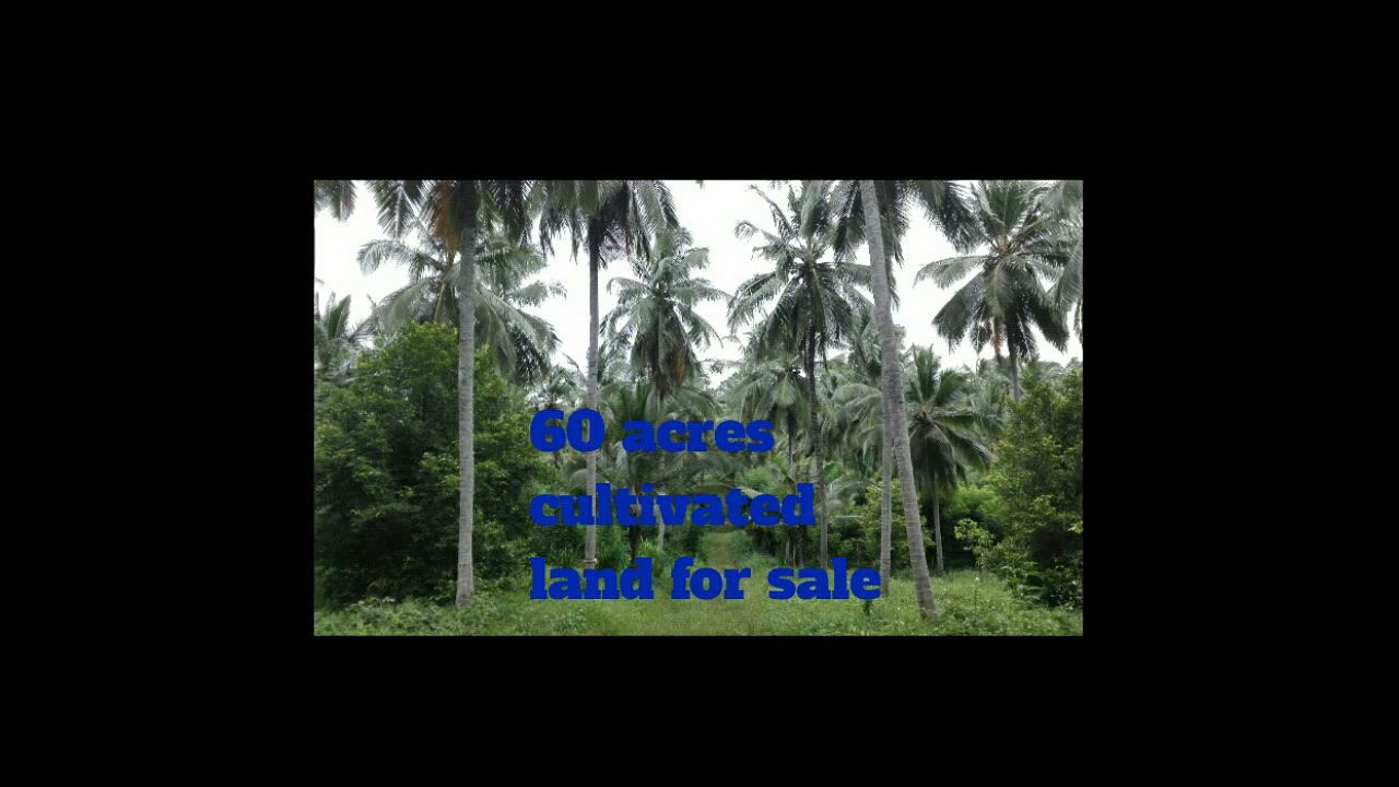 valuable 60 acres cultivated land for sale in kurunagala.