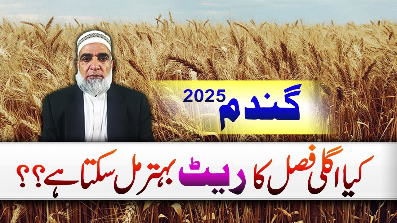 Expected Rate of upcoming Wheat Crop 2025-26 || Crop Reformer