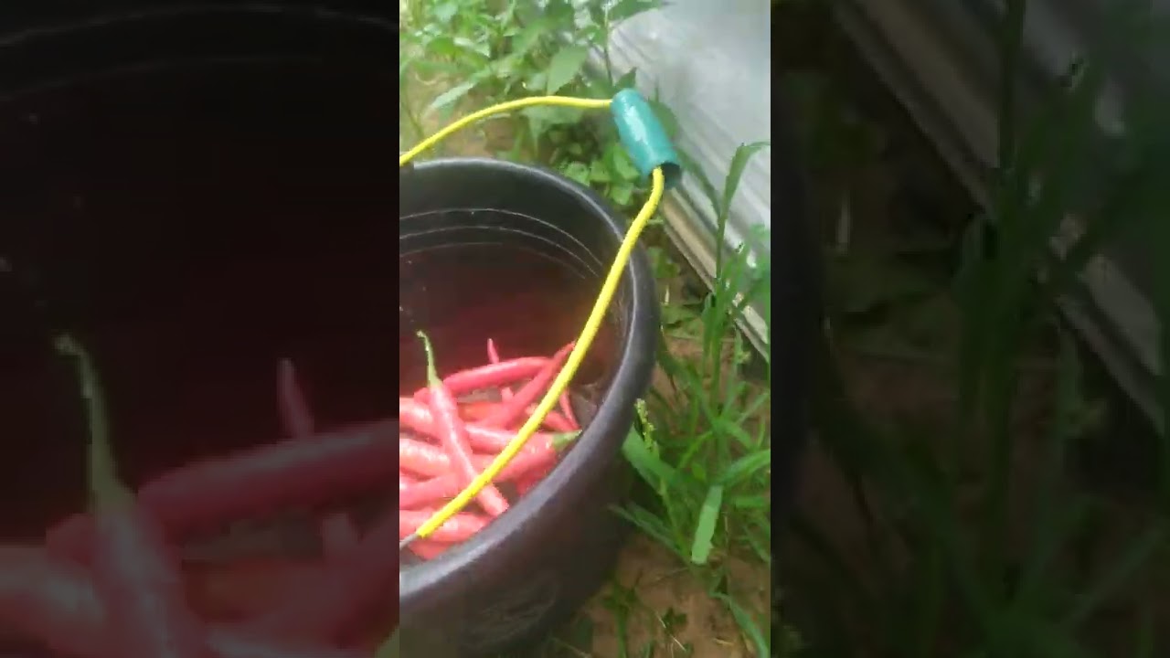 Penen Cabe New Imola vs Horison 97 Buahnya Lebat Banget