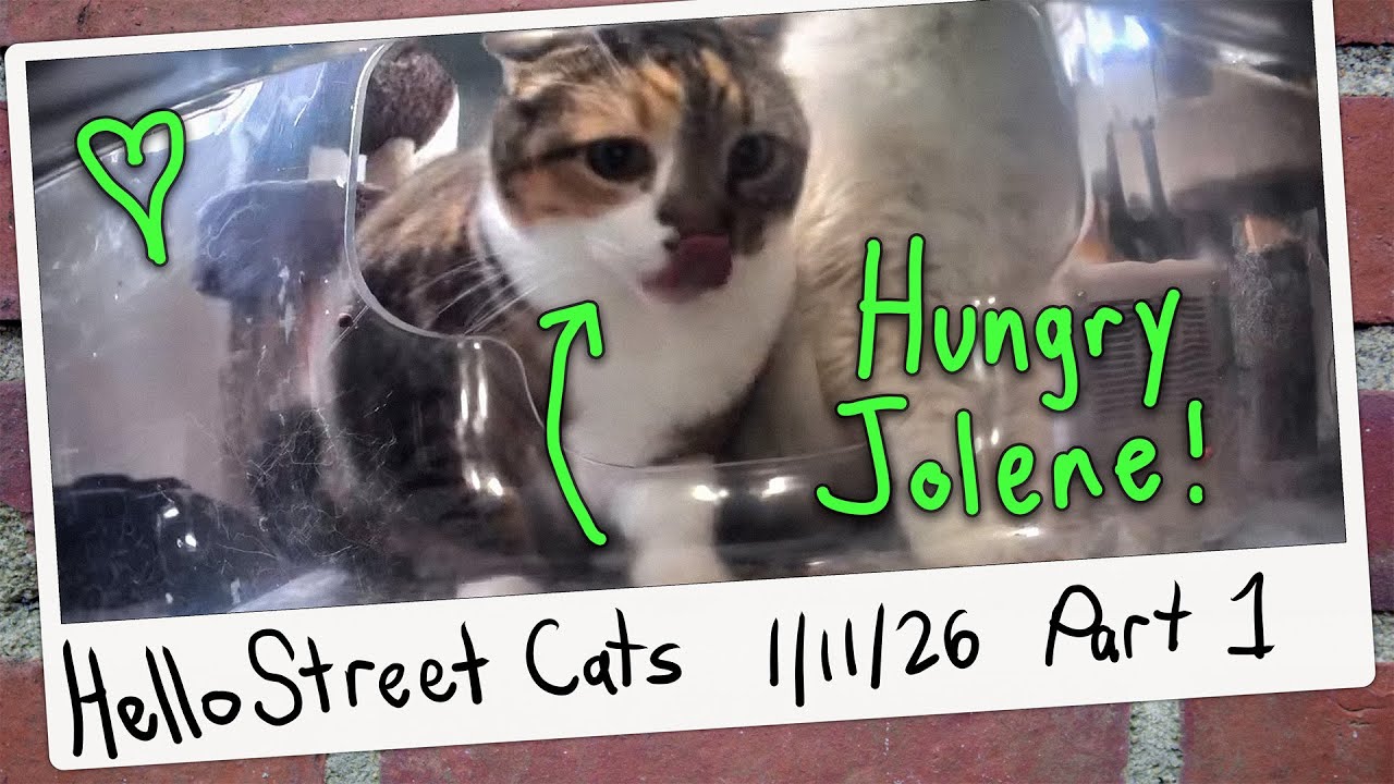 Jolene Feasts at Feline Relaxing Place! 😺💞 Hello Street Cat Archive 1/11/26 Pt 1