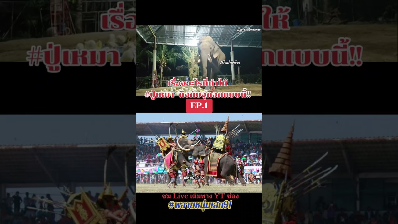 เรื่องอะไร!!ที่ทำให้ปู่เหมาถึงกับจุกอกแบบนี้!! #ปู่เหมา #เหมาทรัพย์มาก #ช้าง #ไอเลิฟช้าง #elephant 