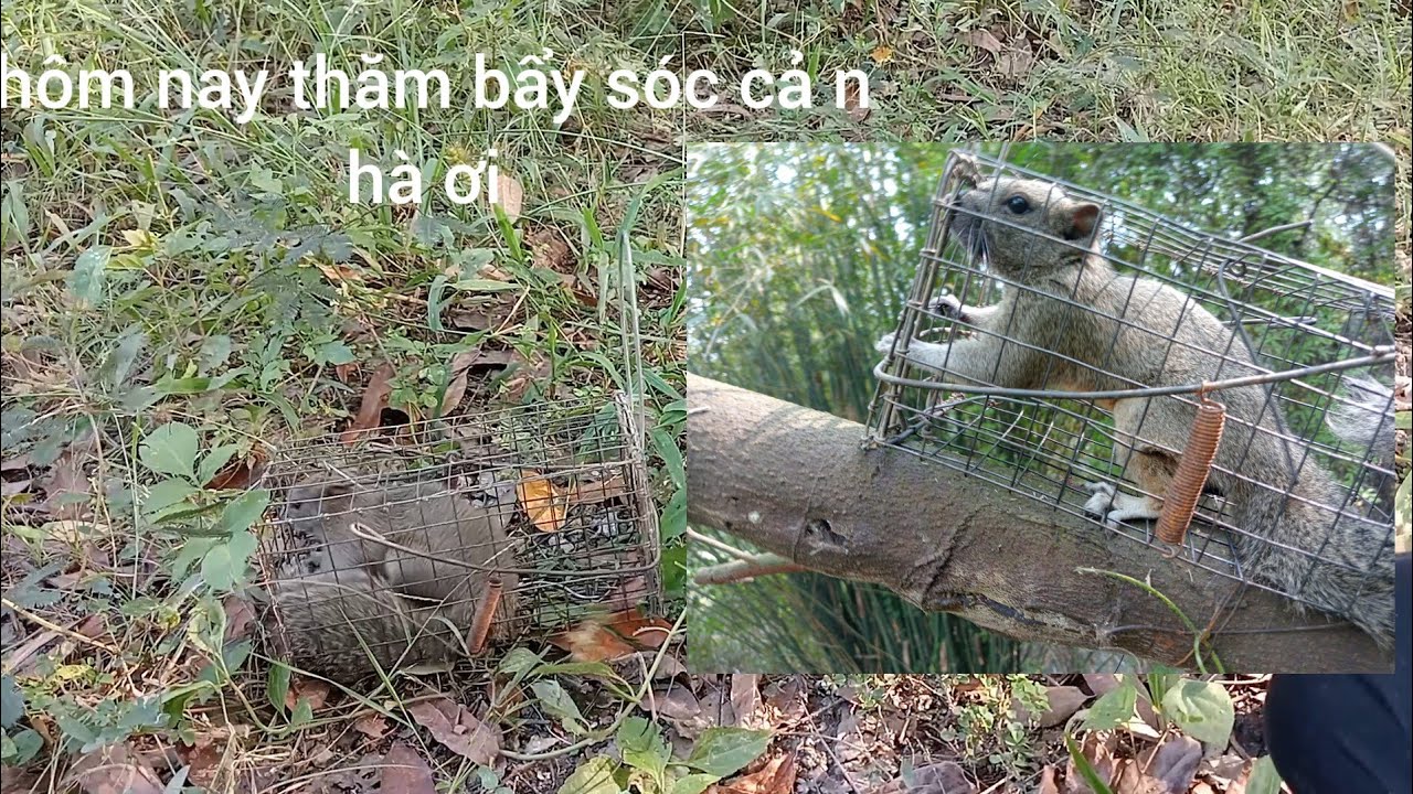 Hôm nay thăm bẩy sóc cả nhà ơi 