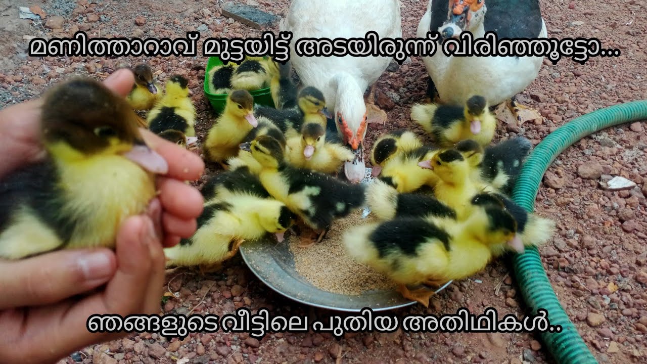 മണിതാറാവിനെ വിരിപ്പിന് വെക്കുമ്പോൾ ശ്രദ്ധിക്കേണ്ട കാര്യങ്ങൾ... എല്ലാ മുട്ടയും വിരിഞ്ഞൂട്ടോ...