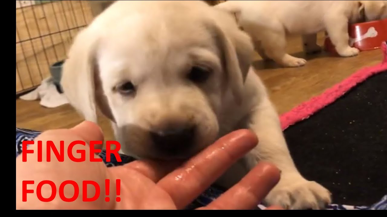 Puppies & Pajamas!
