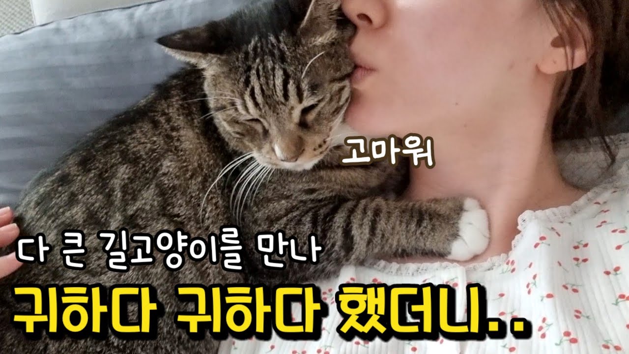 길에서 보물을 주웠다! 못생겼다고 악플달리던 고양이의 놀라운 변화 : 성형 전/후 급 외모변화