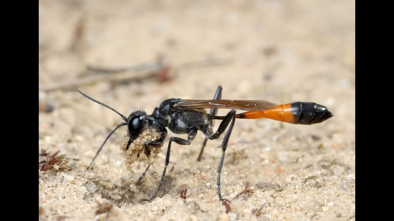 Great Digger Wasp constructing a nest