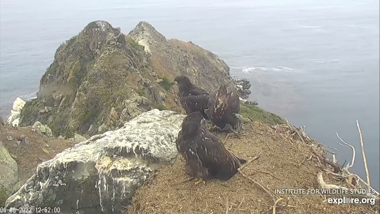 West End Bald Eagle ТРОЄ ПТАШЕНЯТ СТАЮТЬ НА КРИЛО 8 6 22