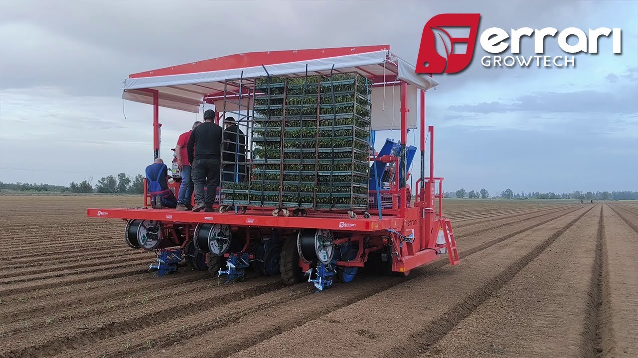 Tomato transplanting with Ferrari Growtech's Futura
