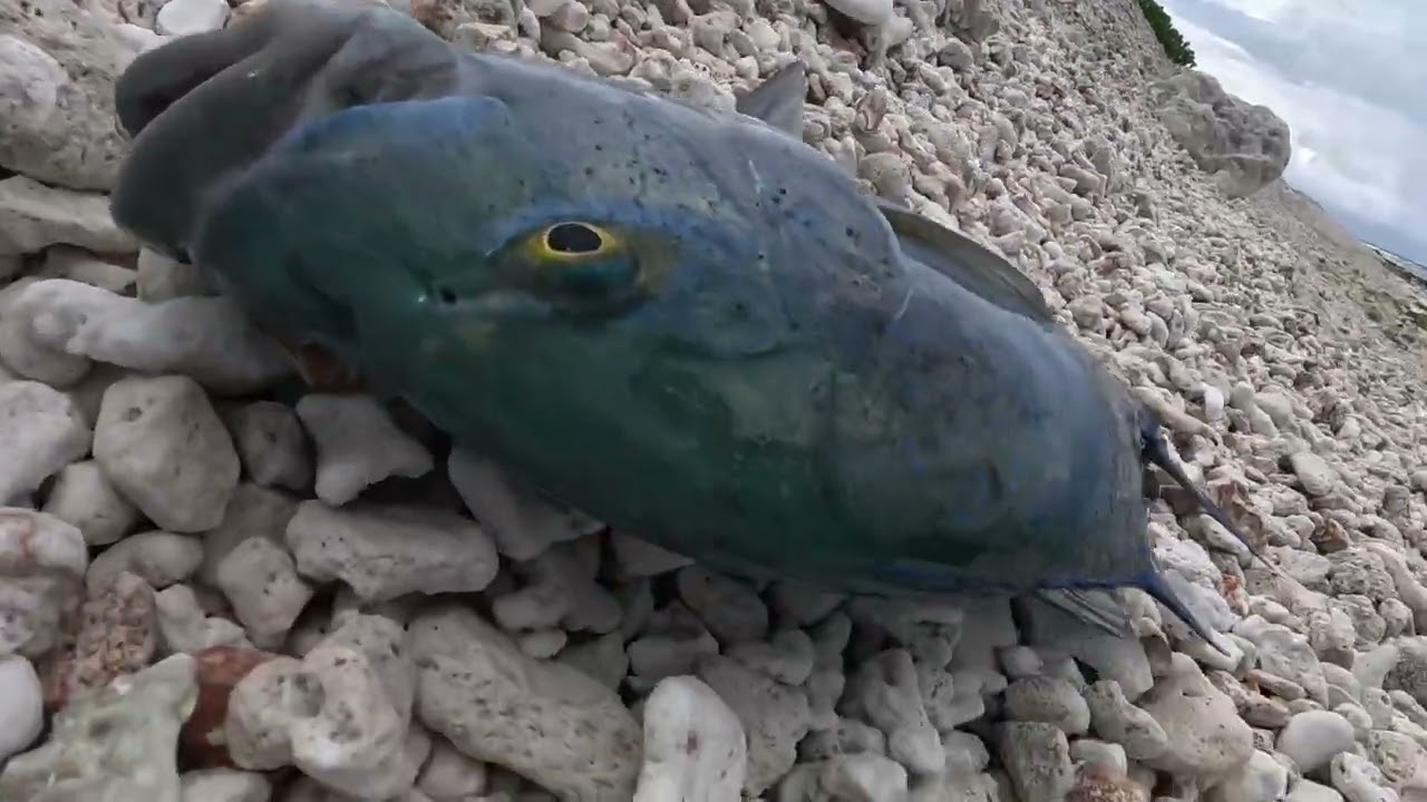 Sorti pêche à Makemo sur la 2eme passe 