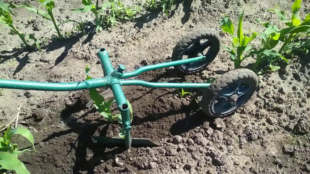 Уход за кукурузой.