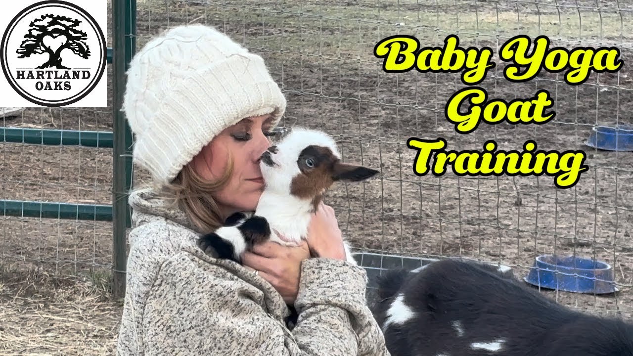 Baby Goats in Training 🐐🧘‍♀️ | Goat Yoga Practice Gets Wild