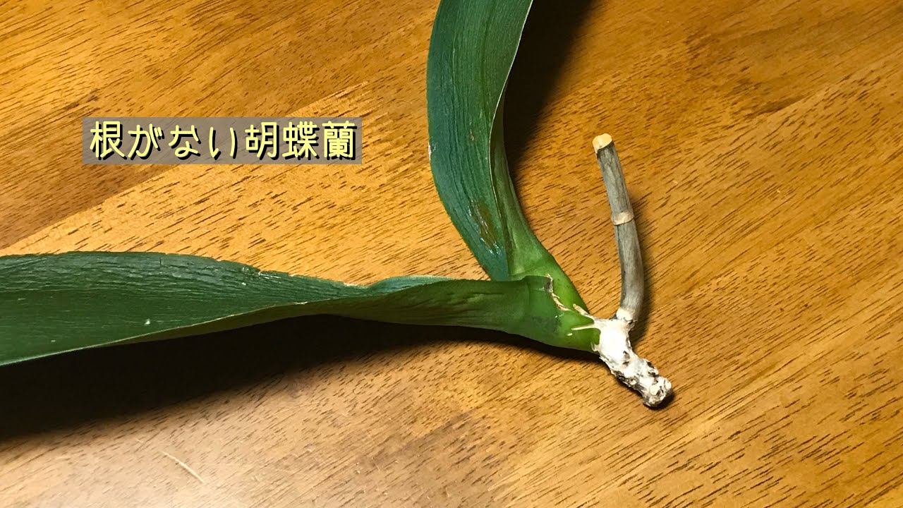 1月胡蝶蘭のコメント欄から。葉が黒くなった・根がない・カイガラムシとハダニ・なぜ乾かすのか・メネデールの効果…