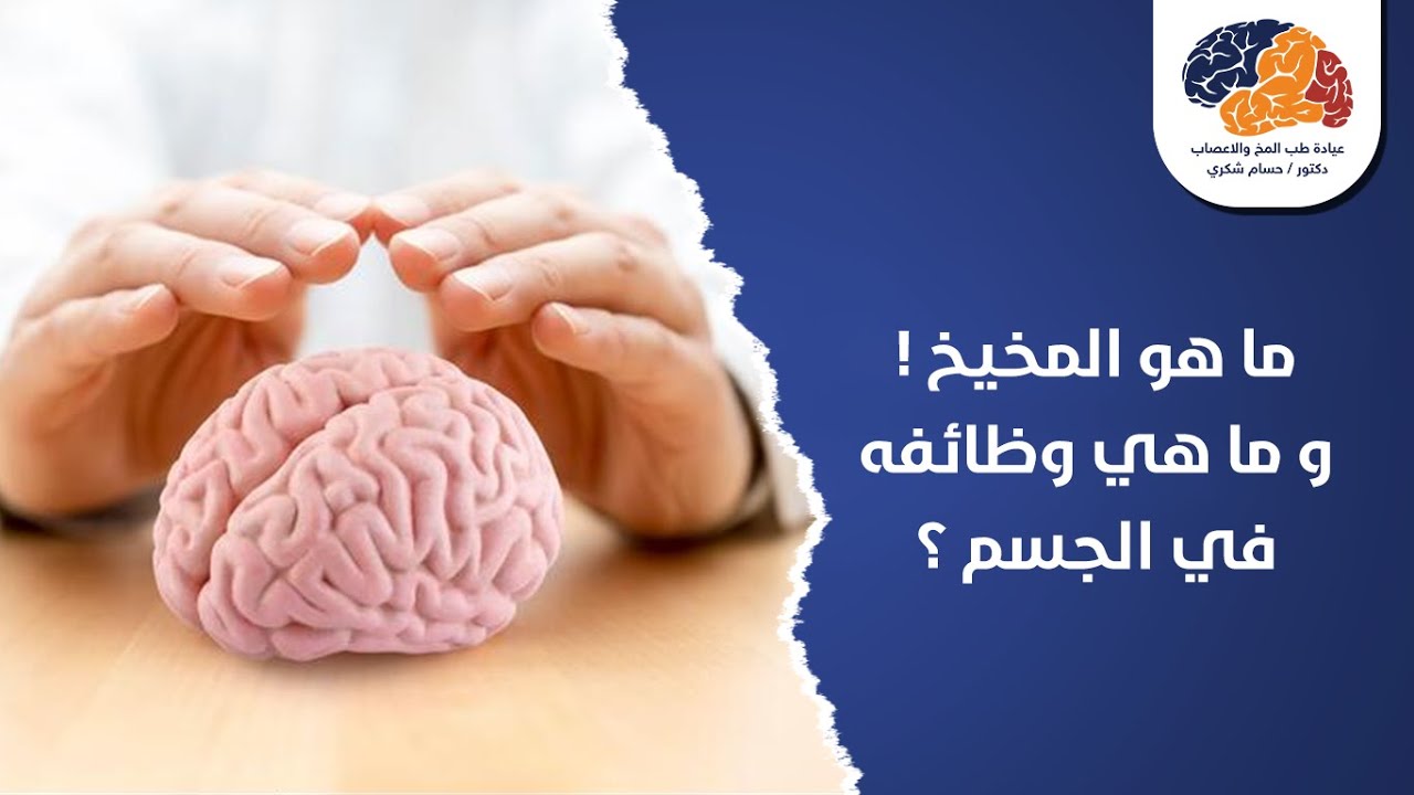 ما هو المخيخ ! و ما هي وظائفه في الجسم ؟