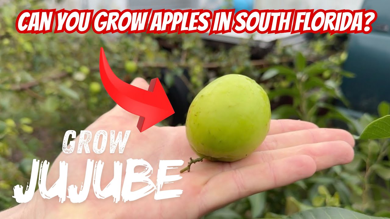Growing Jujube in South Florida: Tropical Fruit Tree Growers Share Expert Tips