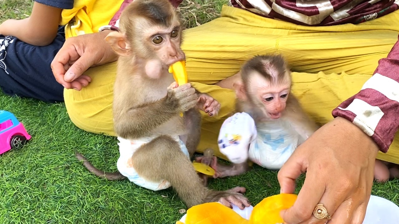 Oh god!!  wonderful baby LIORA cried and asked her mom to eat ripe mangoes with her brother, Toro