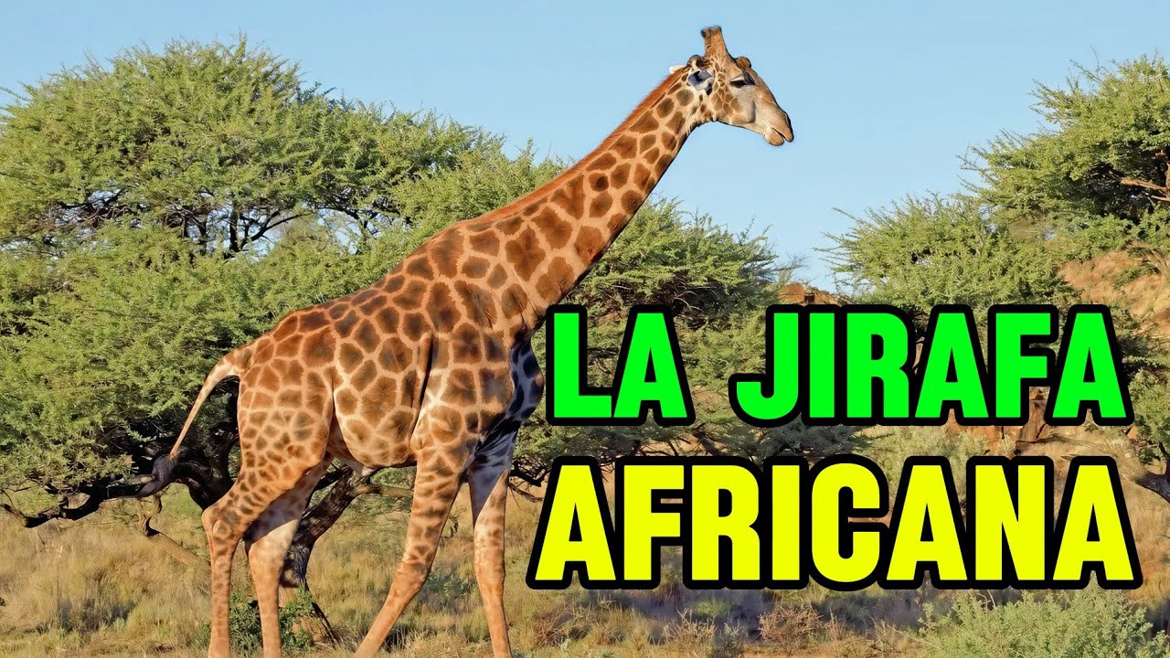 LA JIRAFA: BIOGRAFÍA COMPLETA DEL ANIMAL MÁS ALTO DEL MUNDO | DOCUMENTAL  DE LA SABANA AFRICANA.