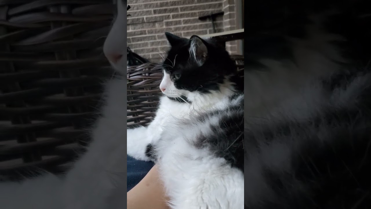 BIN&BIN | Talking about Billy the Cat