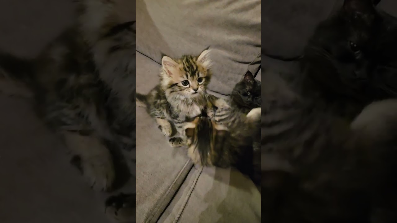 ​You Won’t Believe What These Kittens Did While Playing!#catplay #kitten #cats 