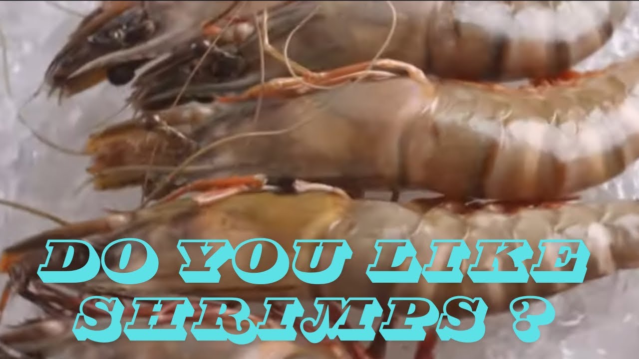 From Ocean to Plate : the Journey of Shrimp