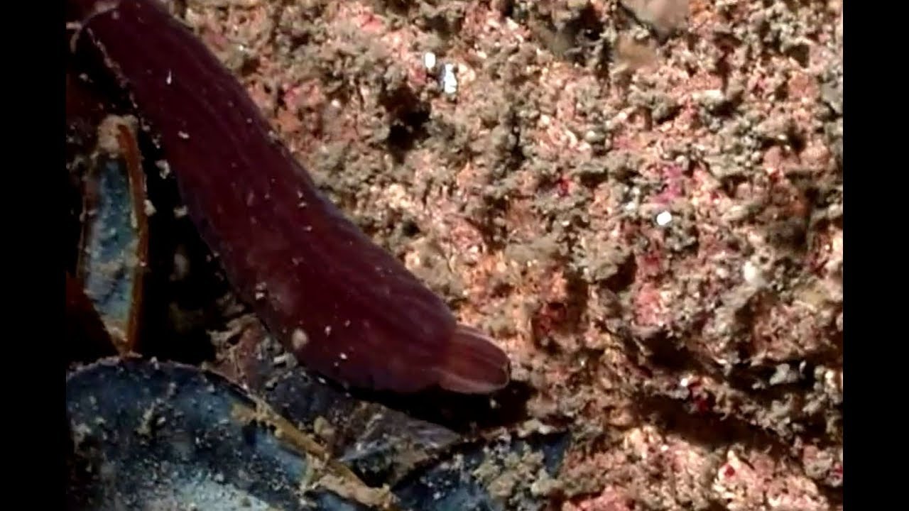 The Worlds Longest Animal? (Lineus longissimus)