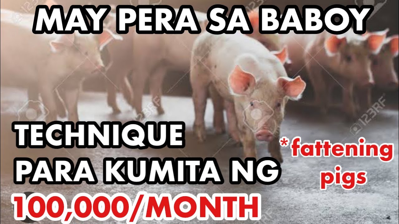 KUMITA NG 100K KADA BUWAN SA PAGAALAGA NG BABOY:NEGOSYO PHILIPPINES
