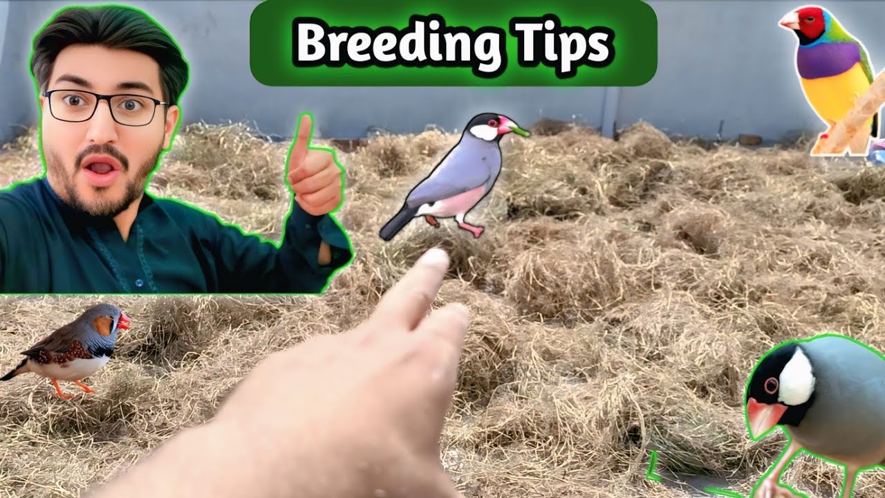 How To Achieve Breeding Target in Summer Season | How To Get Maximum Breeding in Summer | Breeding