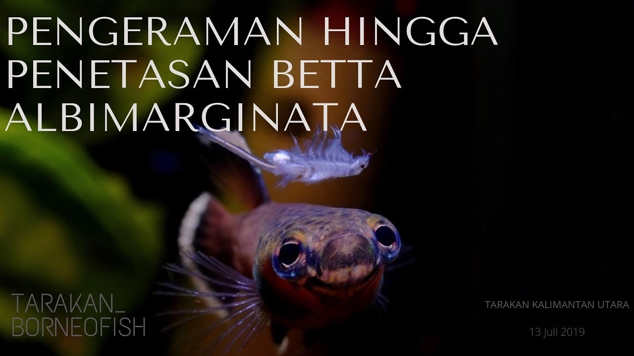 Pengeraman Hingga Penetasan Betta Albimarginata