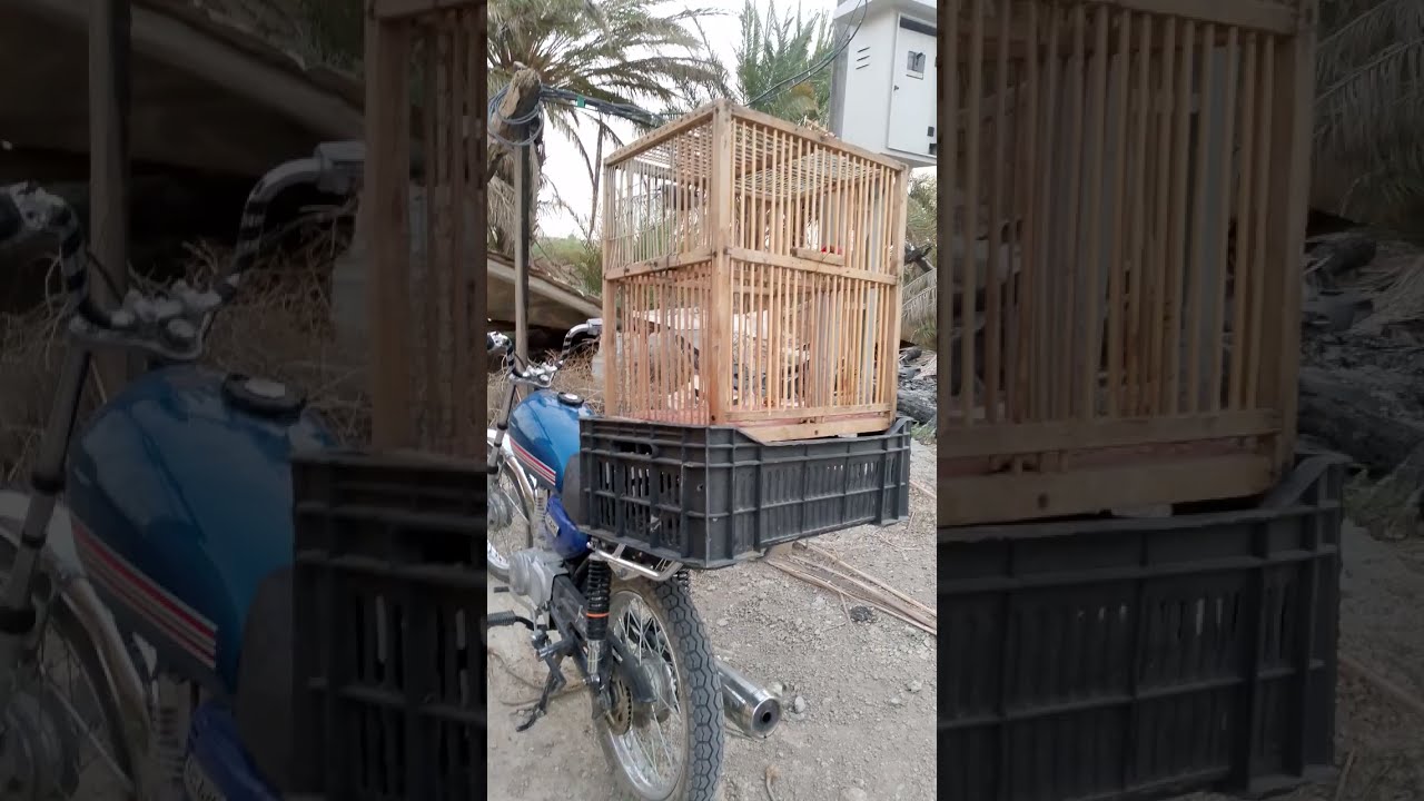 صيد البلابل لايك وشتراك😎