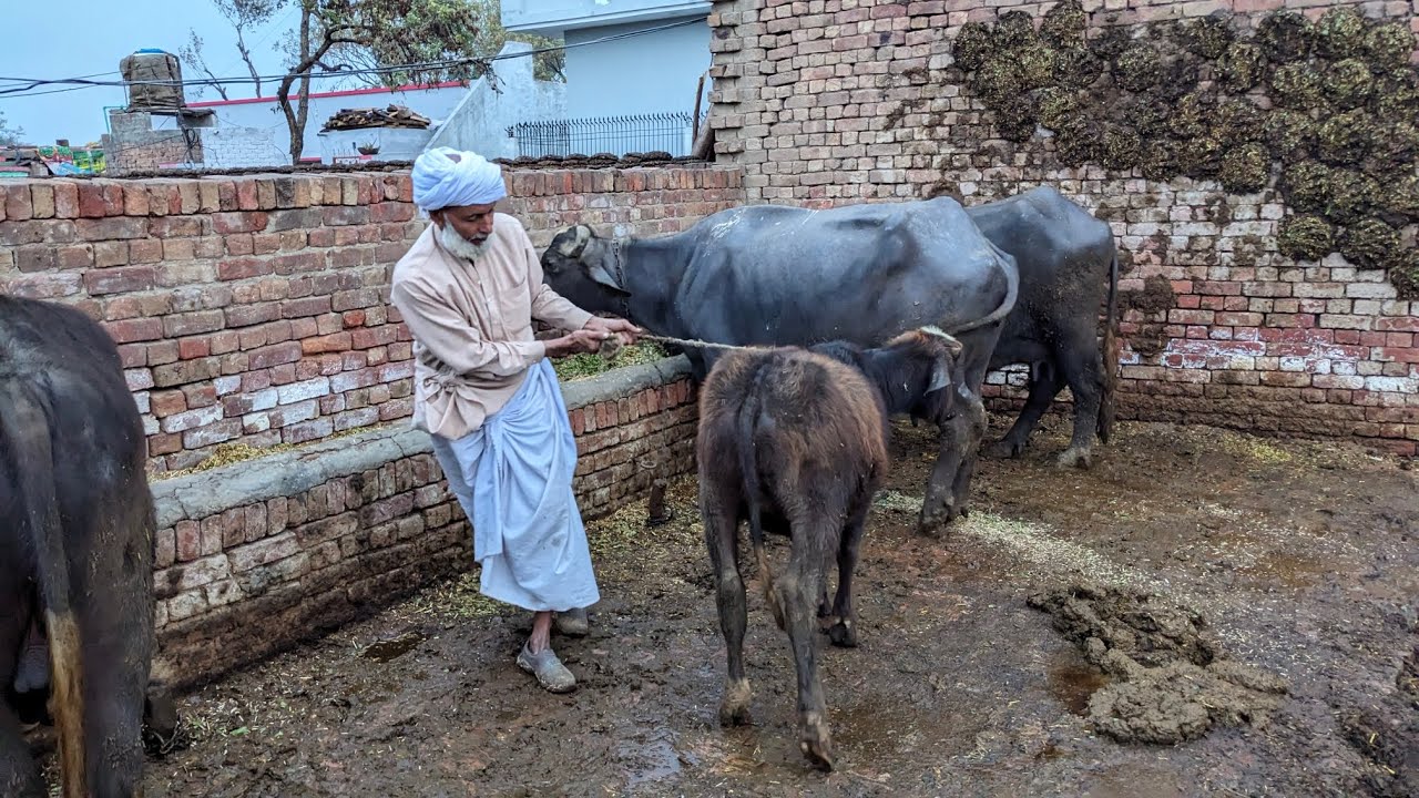rainy morning day|| buffalo Care morning routine buffalo Care.