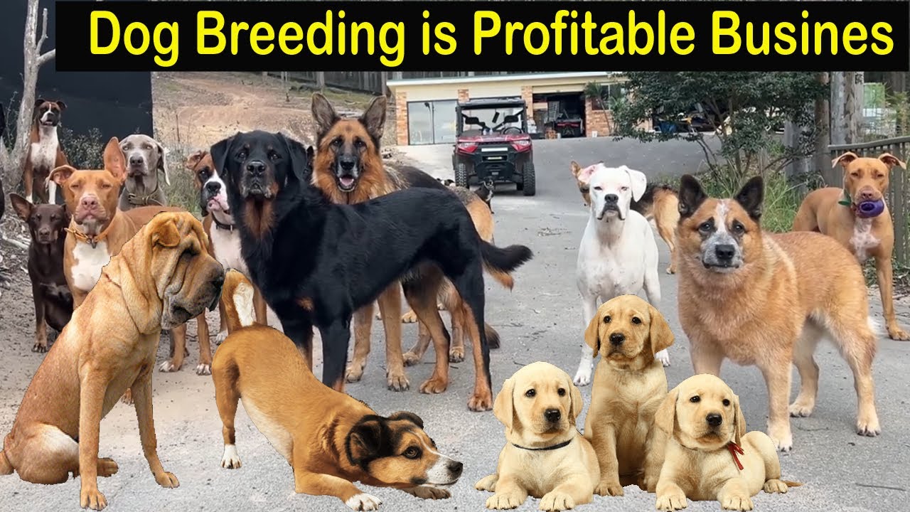 Dog Farming Business - How to Start a Business Dog Farm - Dog Breeding Business is Profitable