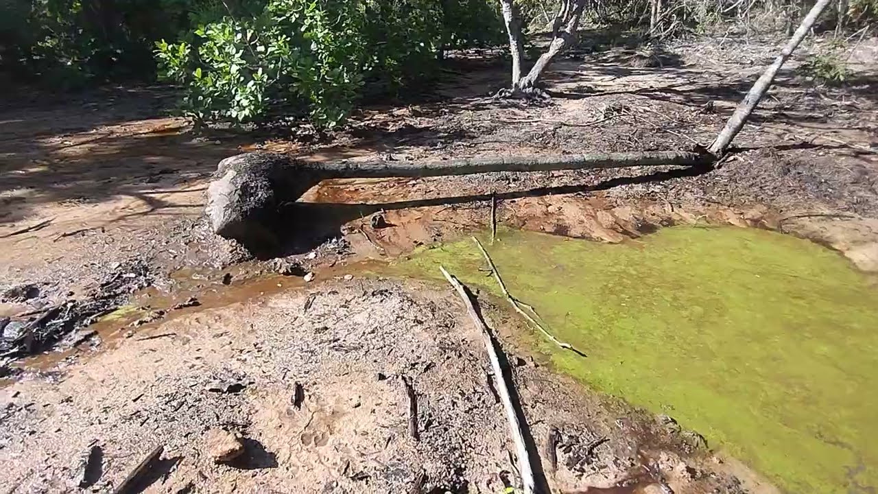 NASCENTES que salvam vidas  E AS TOCAIAS que Matam  vidas 