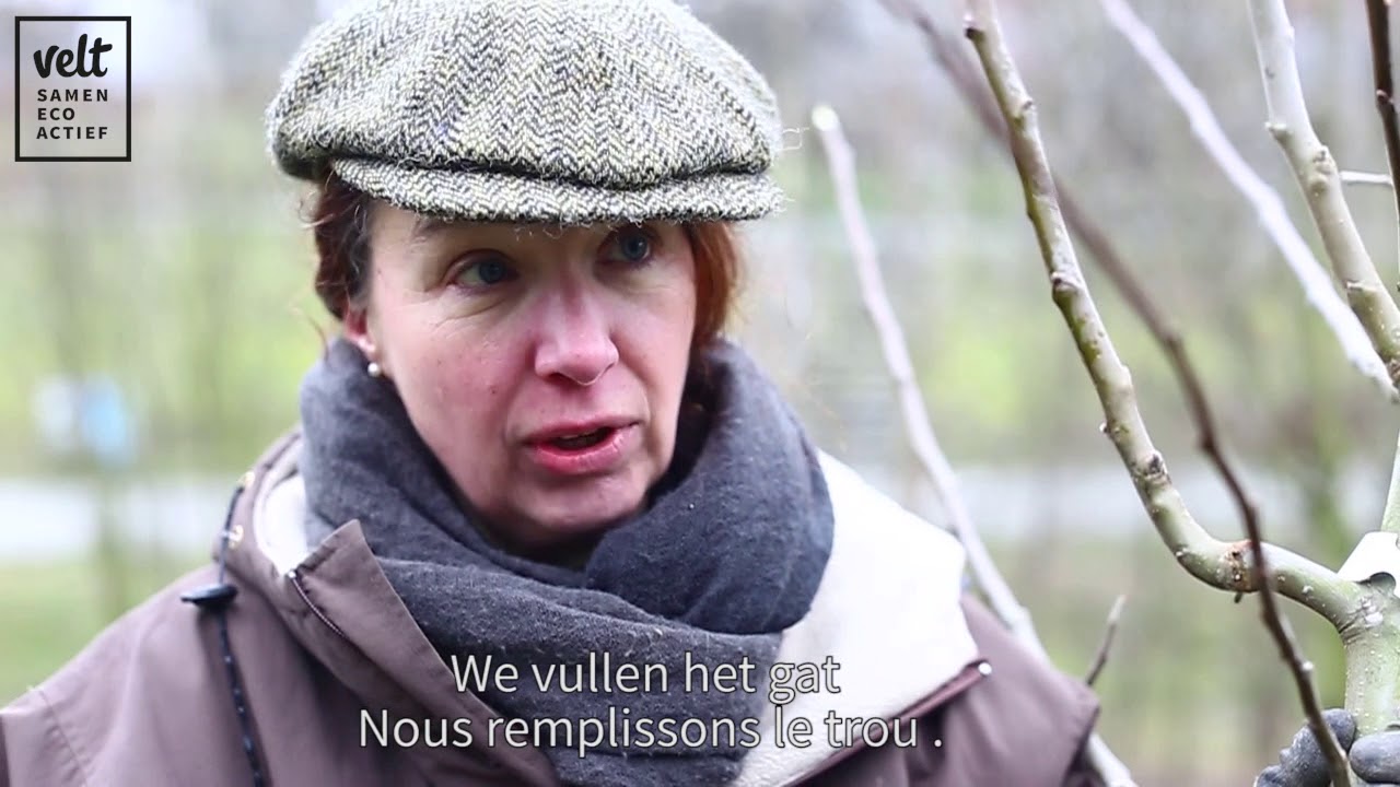 Een fruitboom planten in 5 stappen