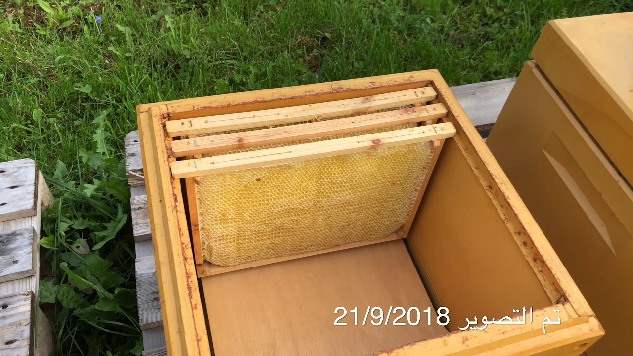 عالم النحل ,شرح اهمية فتحات التهوية لخلايا النحل/2/