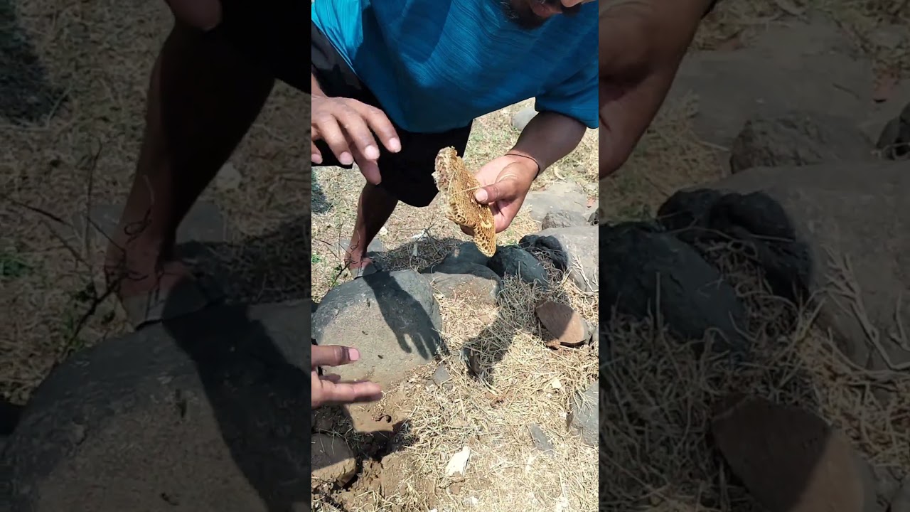 Natural Honey Village In Rock & Soil | खडक आणि मातीतील नैसर्गिक मध 