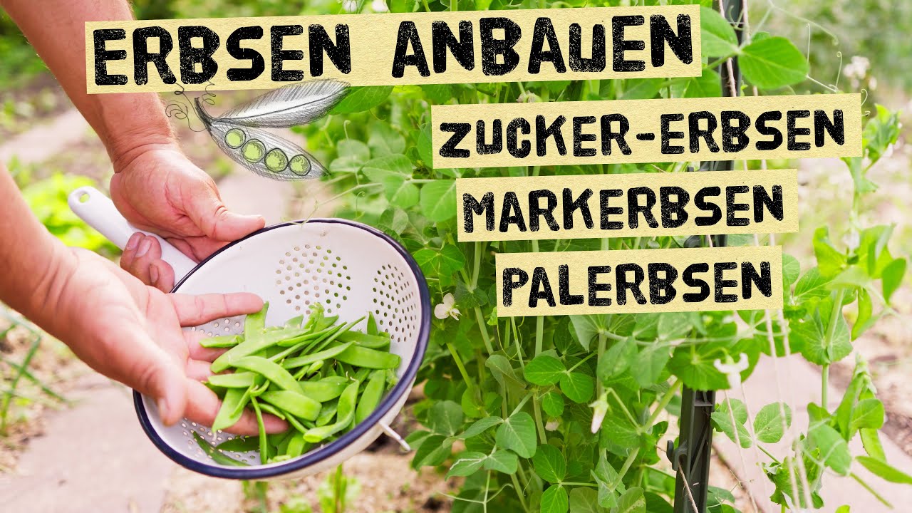 Erbsen anbauen - unterschiede Zuckererbsen, Markerbsen und Palerbsen. Welche Erbse f&uuml;r Erbsensuppe