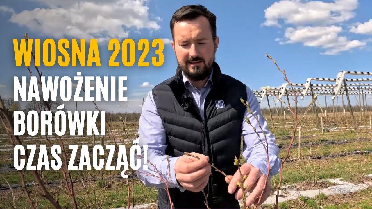 Wiosna 2023. Nawożenie borówki czas zacząć!