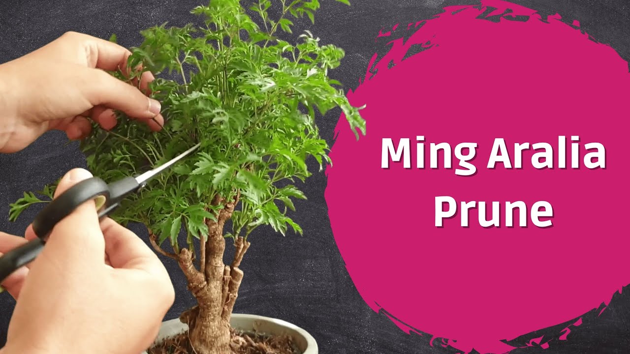 Pruning Ming Aralia Pre-Bonsai