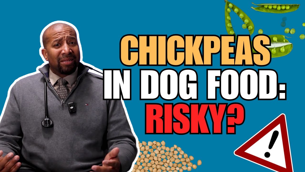 Are Chickpeas Safe for Dogs? 🧬 Dr  Goodwin Explains the Amino Acid Concern