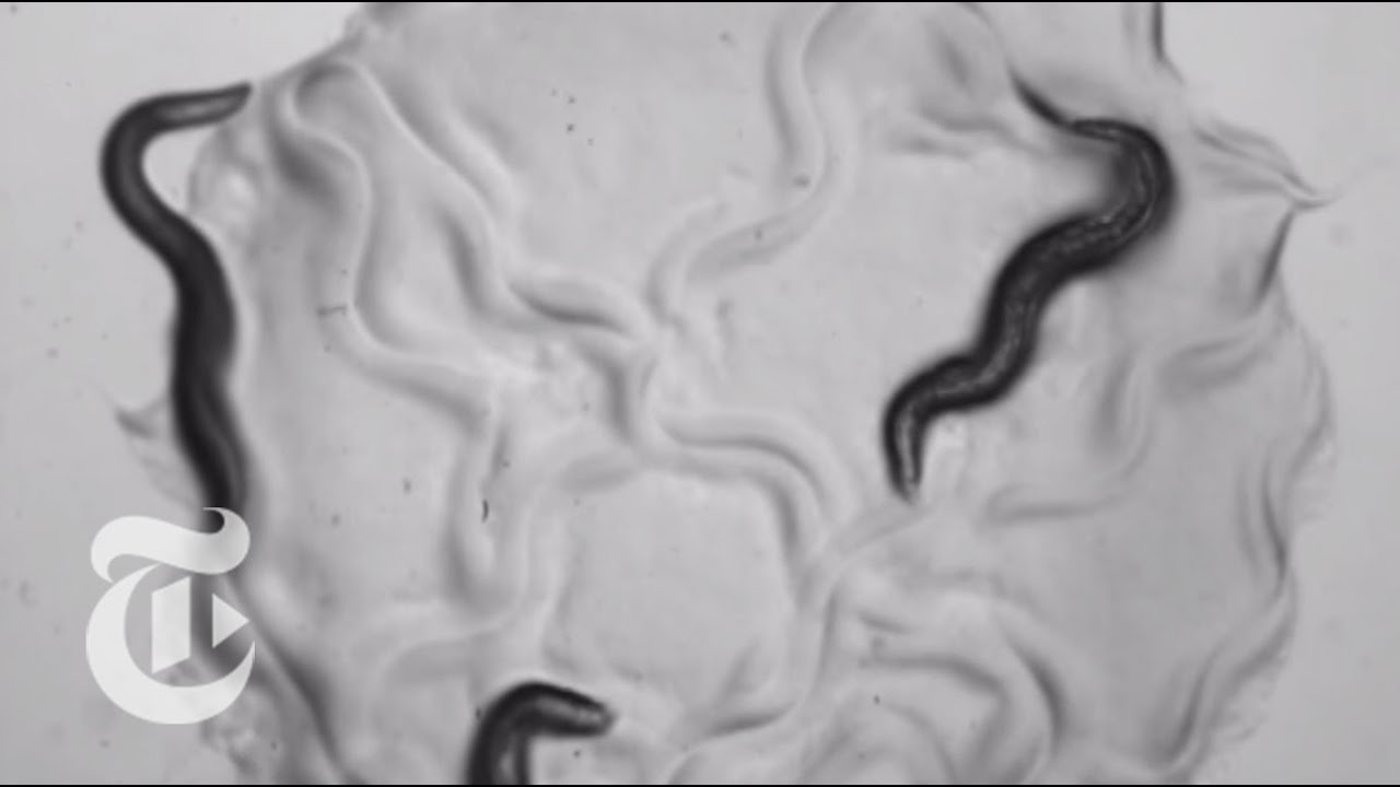 As the Worm Turns | ScienceTake | The New York Times