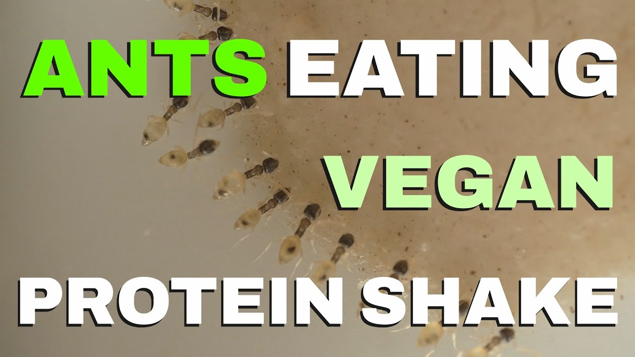 Ants Eating Vegan Protein Shake