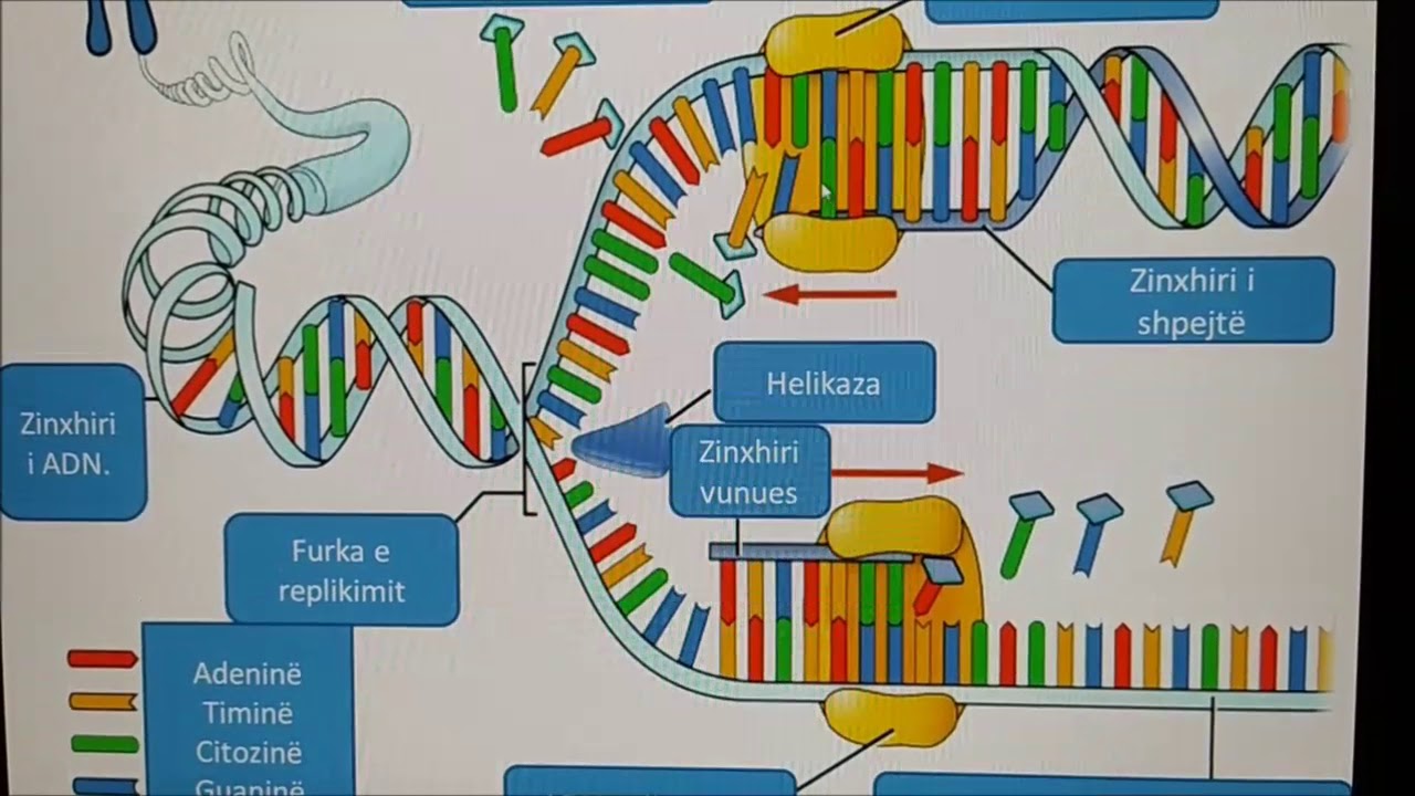 REPLIKIMI I ADN SE